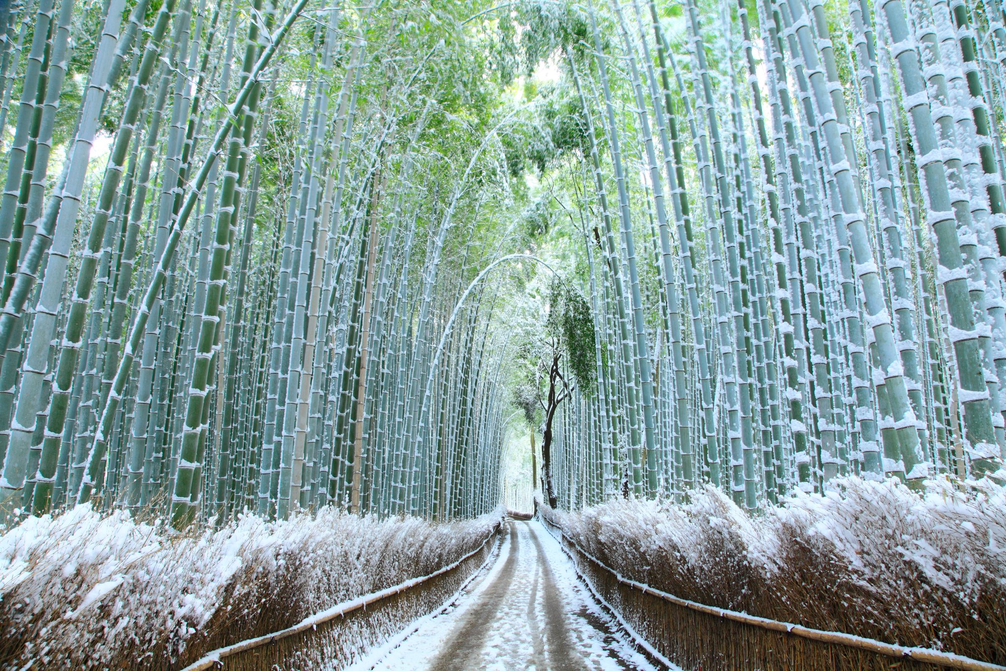 Arashiyama Bamboo Grove